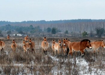 Фото: Чорнобильський заповідник