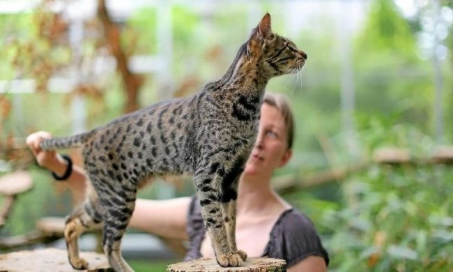 Самая дорогая в мире кошка любит душ больше хозяев (ВИДЕО) 
