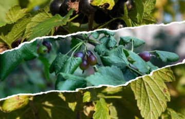 Смородина, изображение из свободных источников