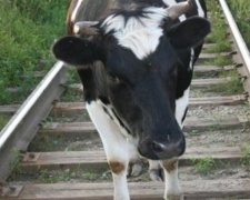 Житель Луганщины гнал табун из пяти коров на Россию