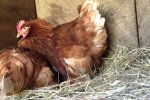 Ученые разгадали проблему курицы и яйца