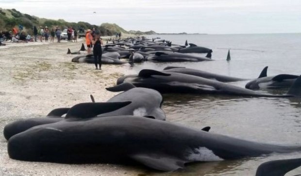 Сотни китов умерли на берегах Новой Зеландии