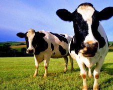 Украинские буренки очень заинтересовали ЕС