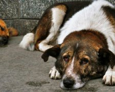 Зоозахисники ледь не розірвали шкуродера
