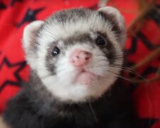 Домашній тхір, скріншот: Youtube