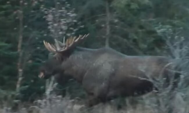 Скрін, відео YouTube