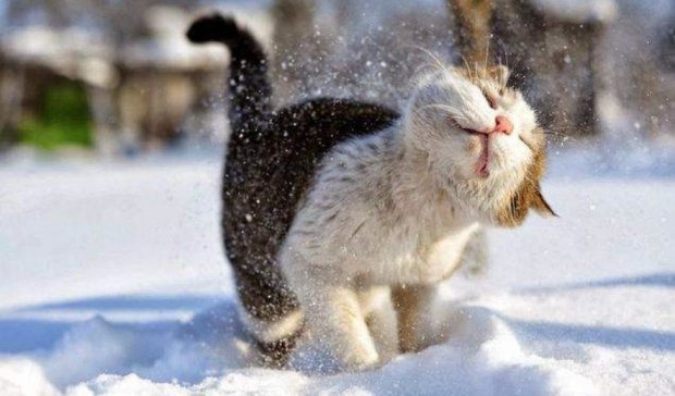 Как животные радуются снегопаду (фото)