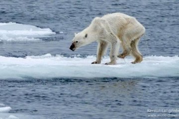 Площадь морского льда в Арктике достигла годового минимума