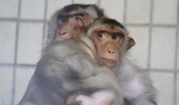 Столичні мавпи переїжджають в нові зимові вольєри в зоопарку