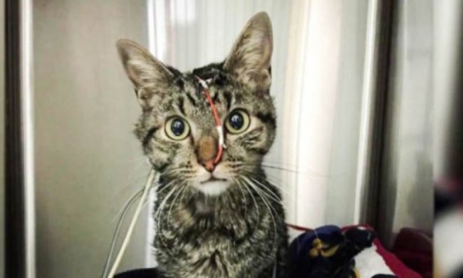 Кіт проїхав через всю Америку в матраці