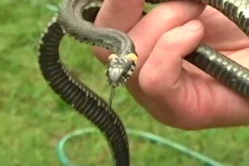 Укус змії, скріншот