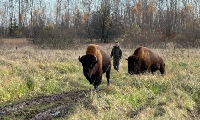 зубри на Житомирщині