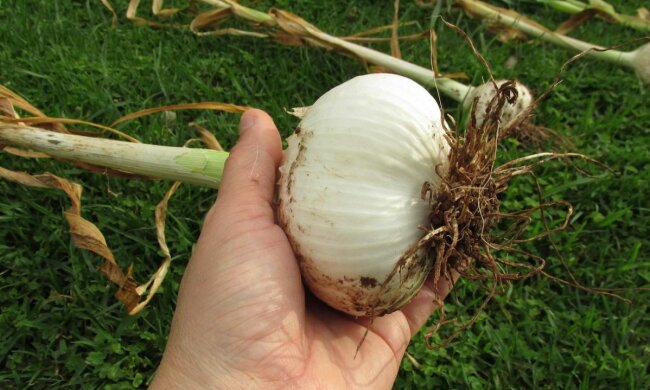 Лук, скріншот: YouTube