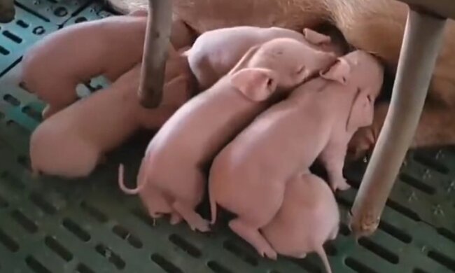 Животных можно многократно клонировать, заменяя старых свиней