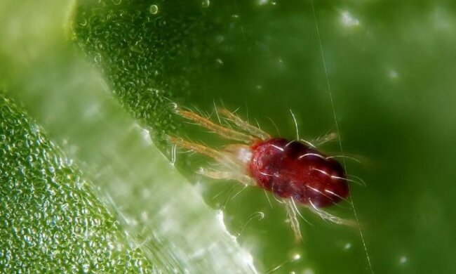 Город, скріншот: Youtube