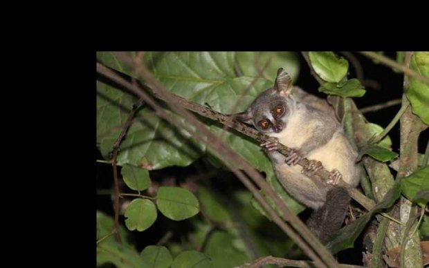 Биологи нашли в Анголе неизвестных карликовых приматов