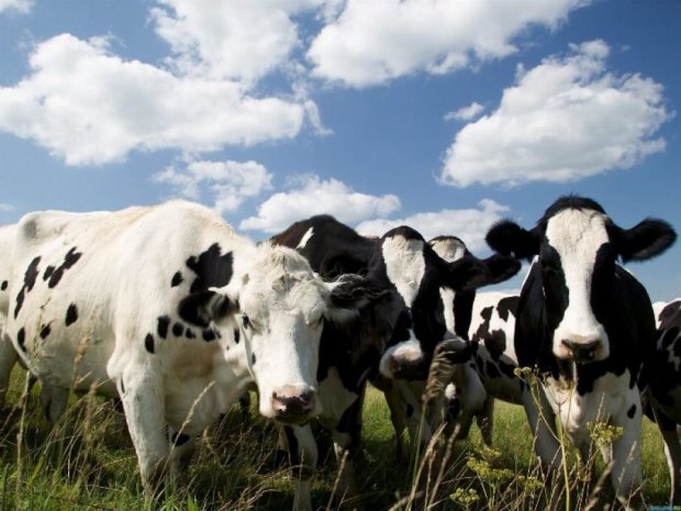 123 мільйони корів забезпечать Україну біогазом