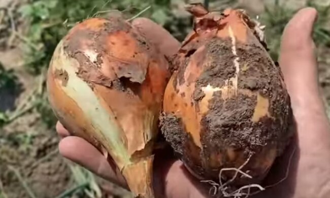 Лук. Фото: Youtube