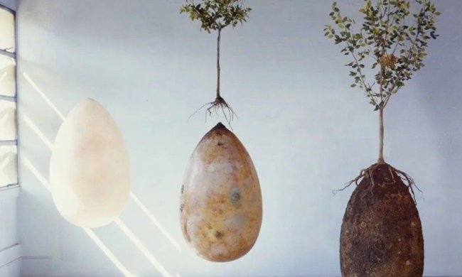 Італійці запропонували вирощувати дерева з покійників