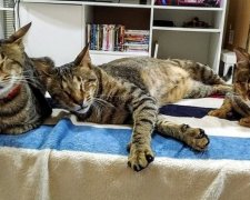 Дівчина і три сліпих кота стали кращими друзями