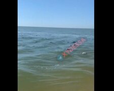 мертвые птицы в Черном море, скриншот с видео