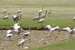 Журавли, скриншот с видео