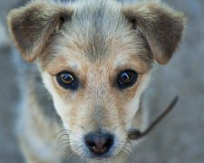 Украинцы пытаются спасти животных от аферистов