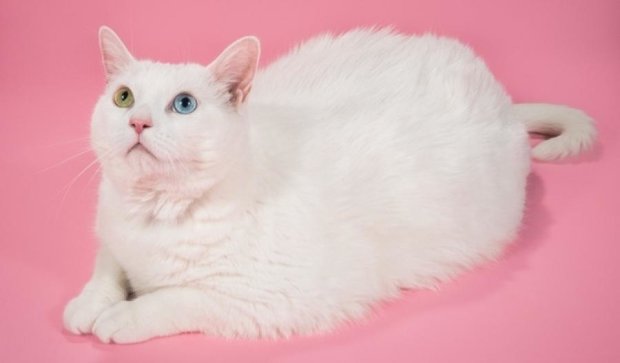 Фотограф зібрав найтовщих котів в одному проекті