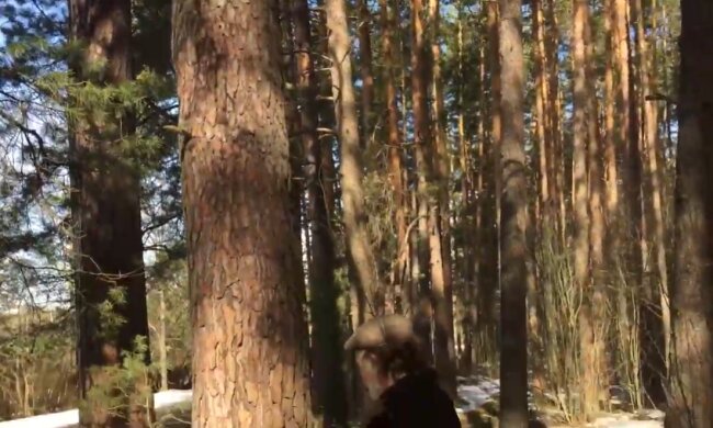 Обнимание деревьев, скриншот: YouTube