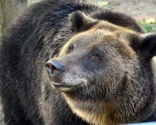 У польському зоопарку ведмедиця відкопала снаряд