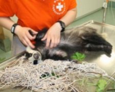 Роналду из сетки ворот вытаскивали спасатели