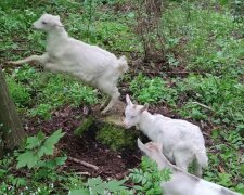 Кози, фото: скріншот з відео