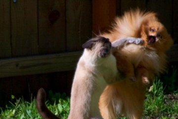 Домашние животные способны негативно влиять на хозяина