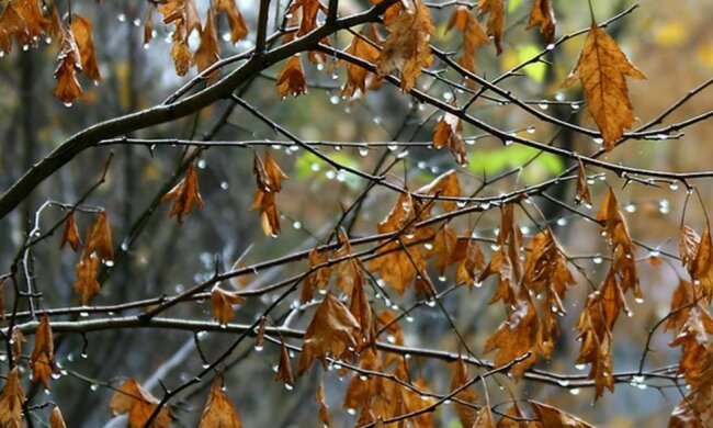 Погода на 29 октября: холод пронизывает всю страну