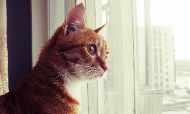 Чому "скрекочуть" коти