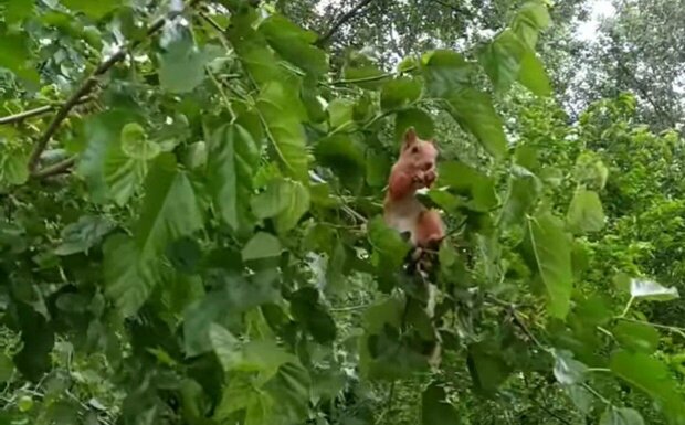 В Днепре завелась белка-обжора - сметает все и сует за обе щеки