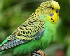 Зловмисники викрали 90 папуг на Миколаївщині