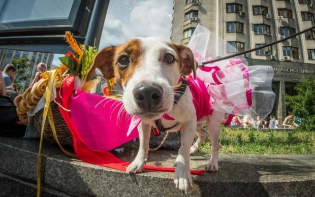 Собачий марш: псы в карнавальных костюмах перекрыли центр Киева