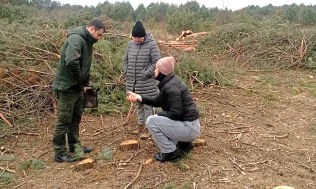 незаконна вирубка дерев