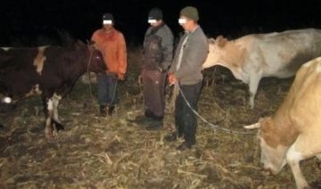 На Луганщині затримали коров'ячих контрабандистів