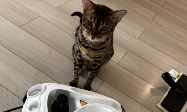 Котик, фото: Знай.ua