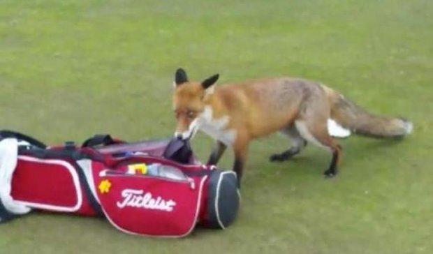 Як лисиця стягнула гаманець у гольфіста (відео)