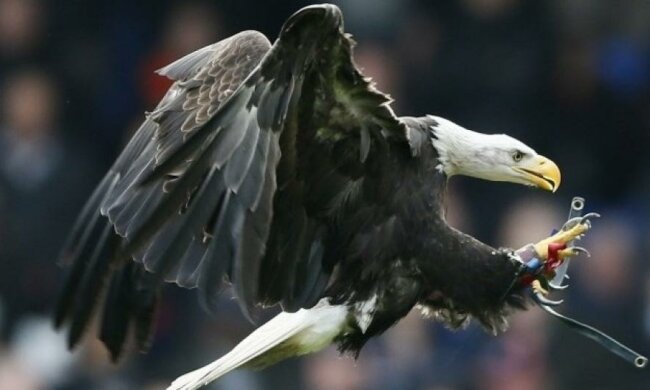 Французы научили орлов охотиться на беспилотники
