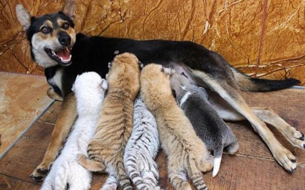 Собачье сердце: овчарка усыновила четырех тигрят