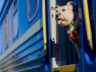 Тварини у поїзді