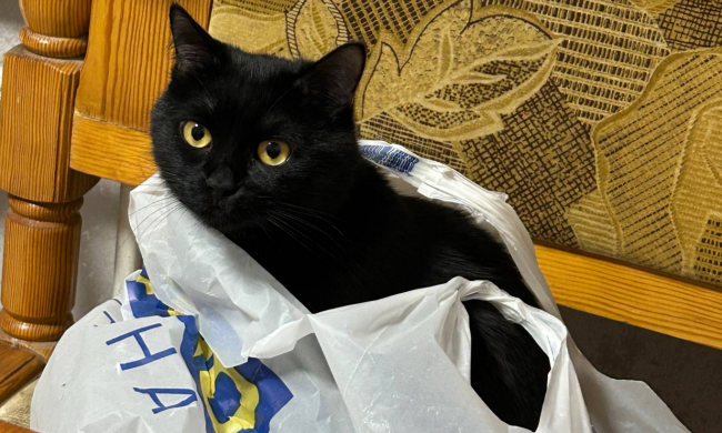 Котик, фото: Знай.ua