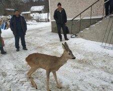 На Тернопільщині дика красуня переполошила містян: нікого не боялася