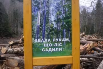 Безцінні ліси Карпат вирубують на дрова (фото)