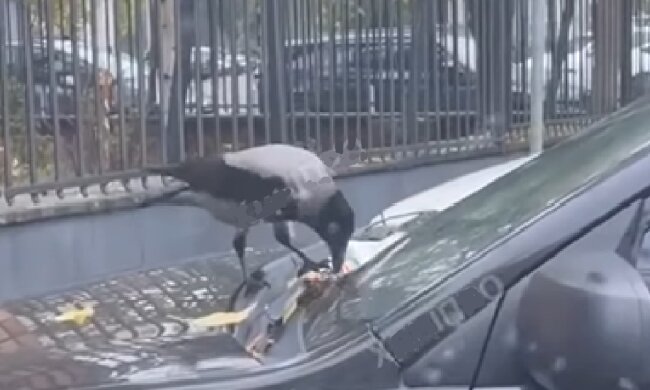 Ворона спасла от штрафа, скриншот: YouTube