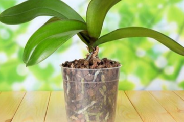 Орхидея, изображения из свободных источников